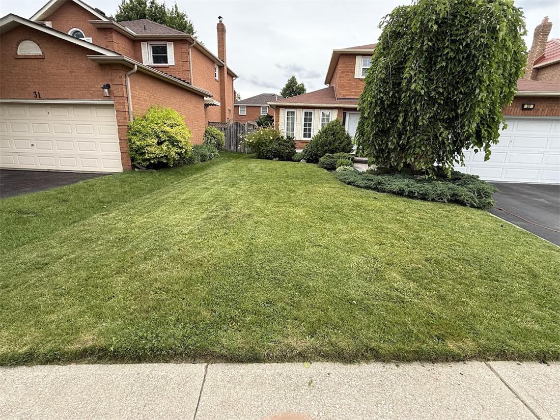 Freshly cut green front lawn with a weeping tree in front of a brick house